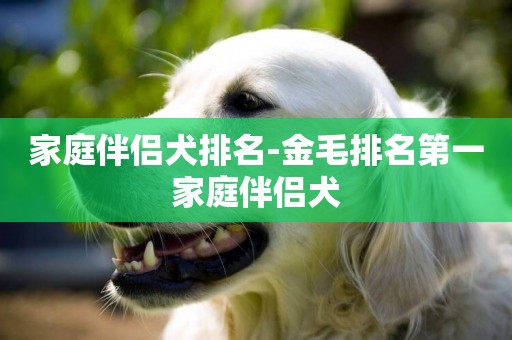 家庭伴侶犬排名-金毛排名第一家庭伴侶犬