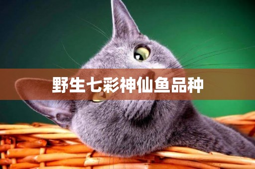 野生七彩神仙魚品種