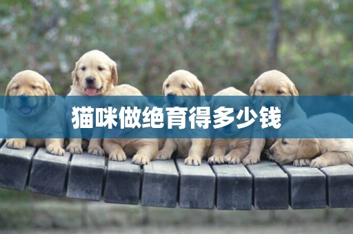 貓咪做絕育得多少錢