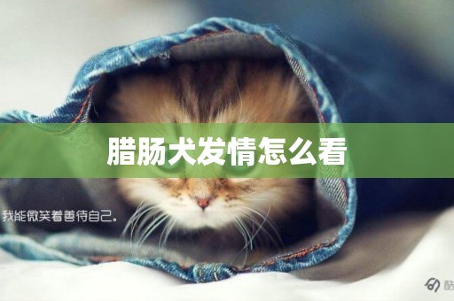 臘腸犬發情怎么看
