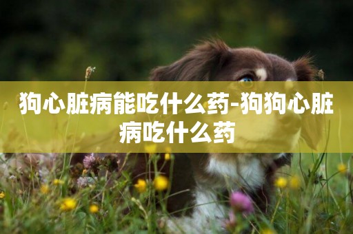 狗心臟病能吃什么藥-狗狗心臟病吃什么藥
