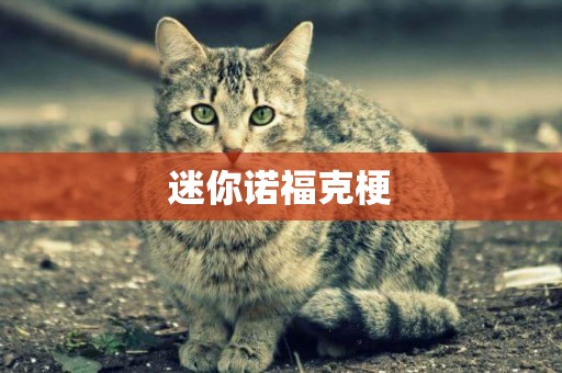 迷你諾福克梗