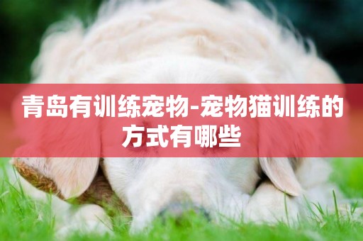 青島有訓練寵物-寵物貓訓練的方式有哪些