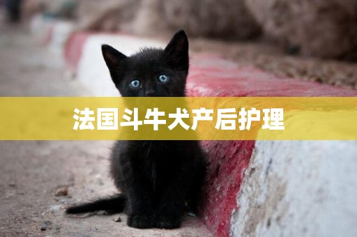 法國斗牛犬產后護理