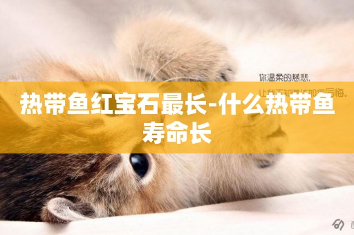 熱帶魚紅寶石最長-什么熱帶魚壽命長