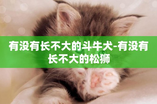 有沒有長不大的斗牛犬-有沒有長不大的松獅