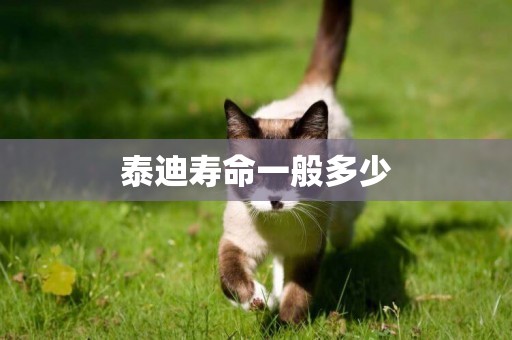 泰迪壽命一般多少