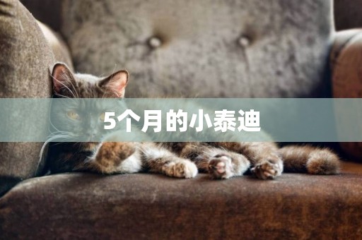 5個月的小泰迪
