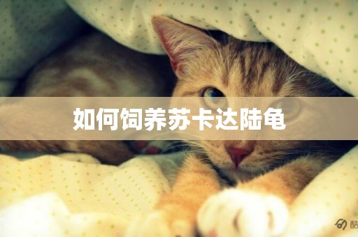 如何飼養蘇卡達陸龜
