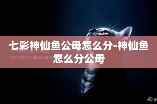 七彩神仙魚公母怎么分-神仙魚怎么分公母
