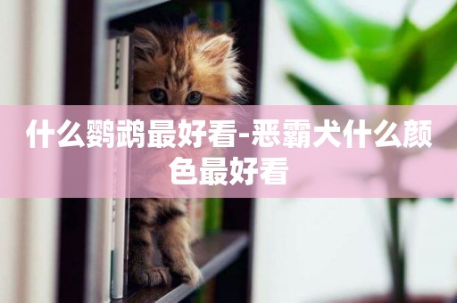 什么鸚鵡最好看-惡霸犬什么顏色最好看