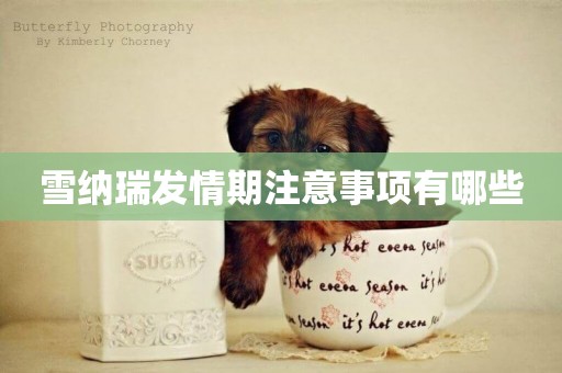 雪納瑞發情期注意事項有哪些