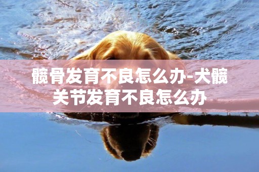 髖骨發育不良怎么辦-犬髖關節發育不良怎么辦
