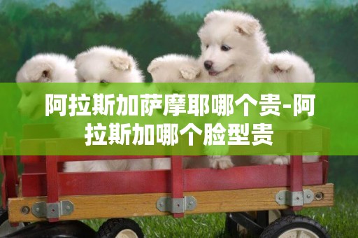 阿拉斯加薩摩耶哪個貴-阿拉斯加哪個臉型貴
