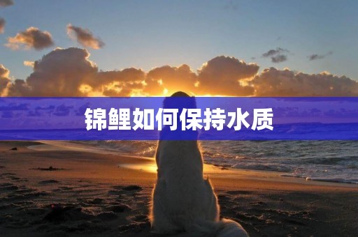 錦鯉如何保持水質