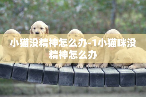 小貓沒精神怎么辦-1小貓咪沒精神怎么辦