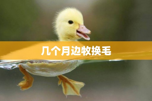 幾個月邊牧換毛