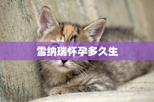 雪納瑞懷孕多久生