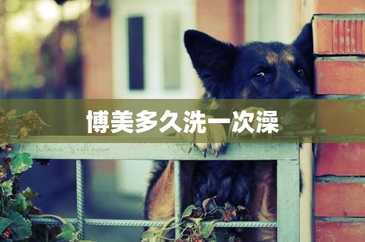 博美多久洗一次澡