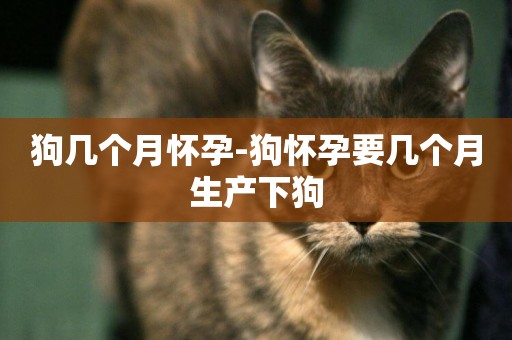 狗幾個月懷孕-狗懷孕要幾個月生產下狗