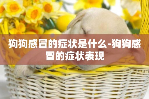 狗狗感冒的癥狀是什么-狗狗感冒的癥狀表現