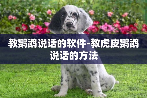 教鸚鵡說話的軟件-教虎皮鸚鵡說話的方法
