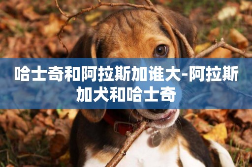 哈士奇和阿拉斯加誰大-阿拉斯加犬和哈士奇