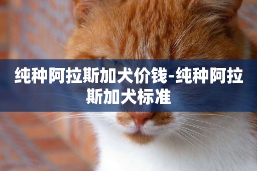 純種阿拉斯加犬價錢-純種阿拉斯加犬標準