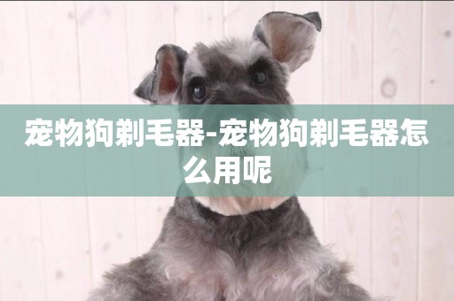 寵物狗剃毛器-寵物狗剃毛器怎么用呢