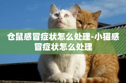 倉鼠感冒癥狀怎么處理-小貓感冒癥狀怎么處理