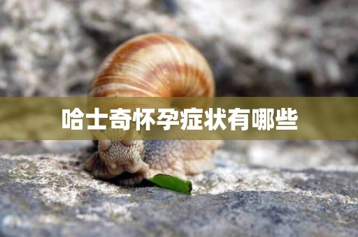 哈士奇懷孕癥狀有哪些