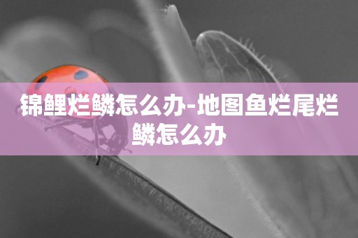 錦鯉爛鱗怎么辦-地圖魚爛尾爛鱗怎么辦
