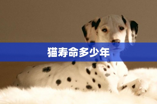 貓壽命多少年