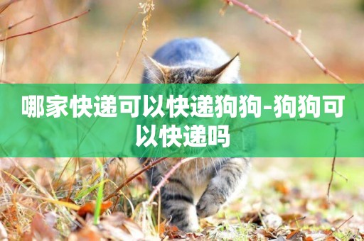哪家快遞可以快遞狗狗-狗狗可以快遞嗎