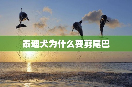 泰迪犬為什么要剪尾巴