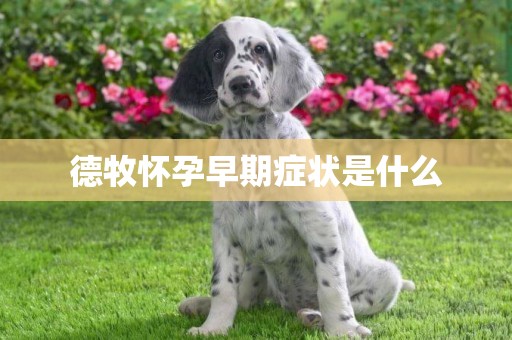 德牧懷孕早期癥狀是什么