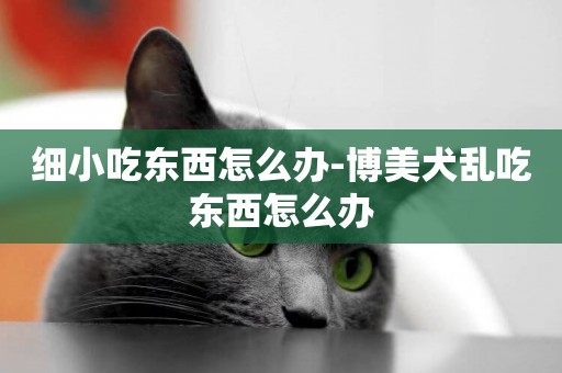 細小吃東西怎么辦-博美犬亂吃東西怎么辦