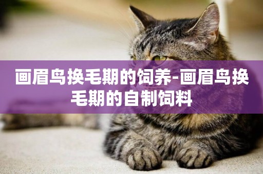 畫眉鳥換毛期的飼養-畫眉鳥換毛期的自制飼料