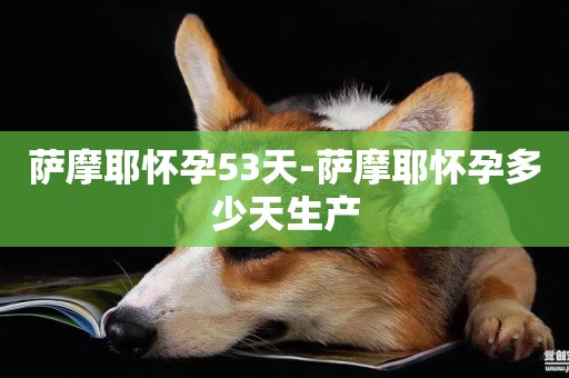 薩摩耶懷孕53天-薩摩耶懷孕多少天生產