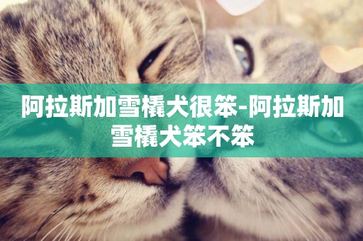 阿拉斯加雪橇犬很笨-阿拉斯加雪橇犬笨不笨