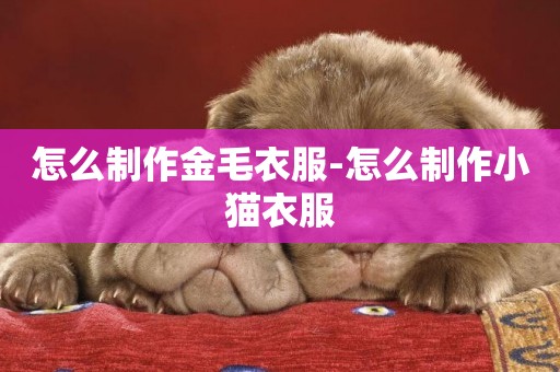 怎么制作金毛衣服-怎么制作小貓衣服