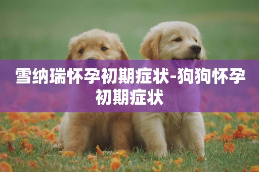 雪納瑞懷孕初期癥狀-狗狗懷孕初期癥狀