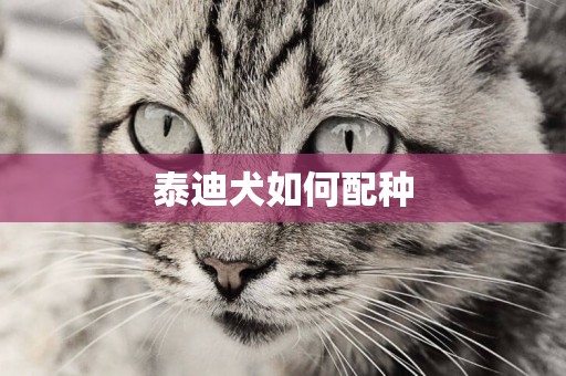 泰迪犬如何配種