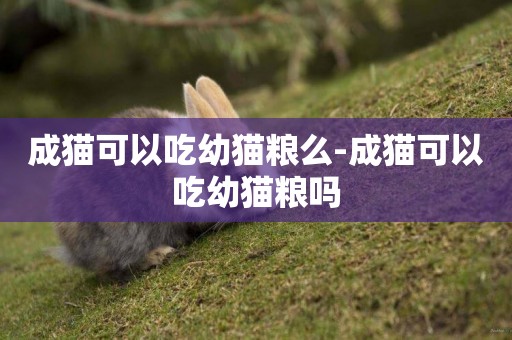 成貓可以吃幼貓糧么-成貓可以吃幼貓糧嗎