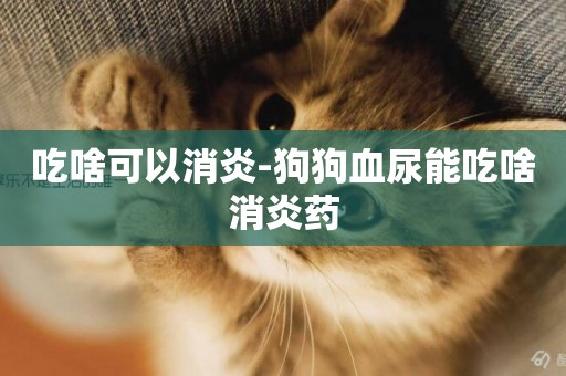 吃啥可以消炎-狗狗血尿能吃啥消炎藥