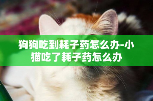 狗狗吃到耗子藥怎么辦-小貓吃了耗子藥怎么辦