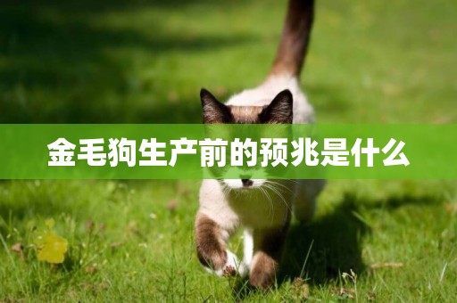 金毛狗生產前的預兆是什么