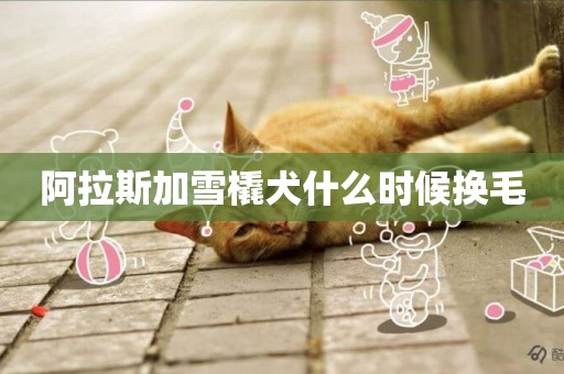 阿拉斯加雪橇犬什么時候換毛