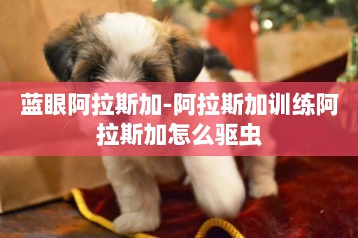 藍眼阿拉斯加-阿拉斯加訓練阿拉斯加怎么驅蟲