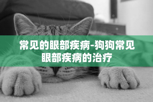常見的眼部疾病-狗狗常見眼部疾病的治療